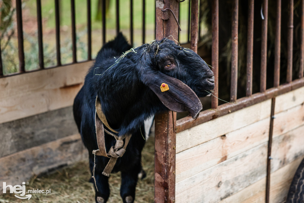 Mikołajkowy Rodzinny Weekend w Zamku Przecław