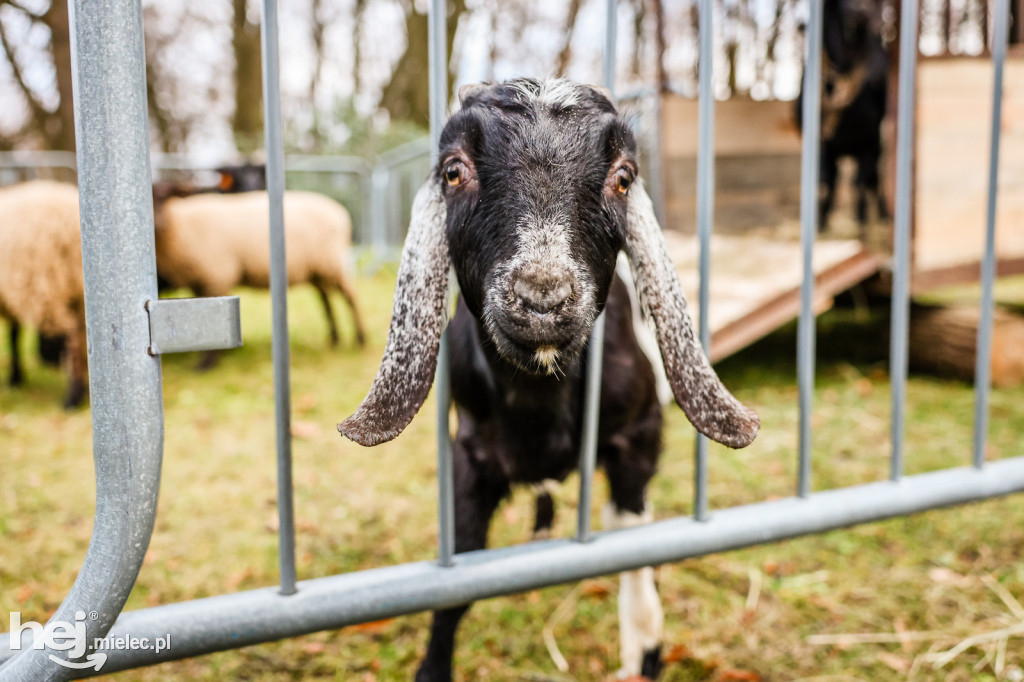 Mikołajkowy Rodzinny Weekend w Zamku Przecław