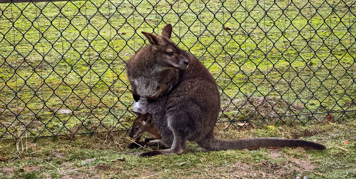 Kangury z młodym hitem żywej szopki w Woli Baranowskiej