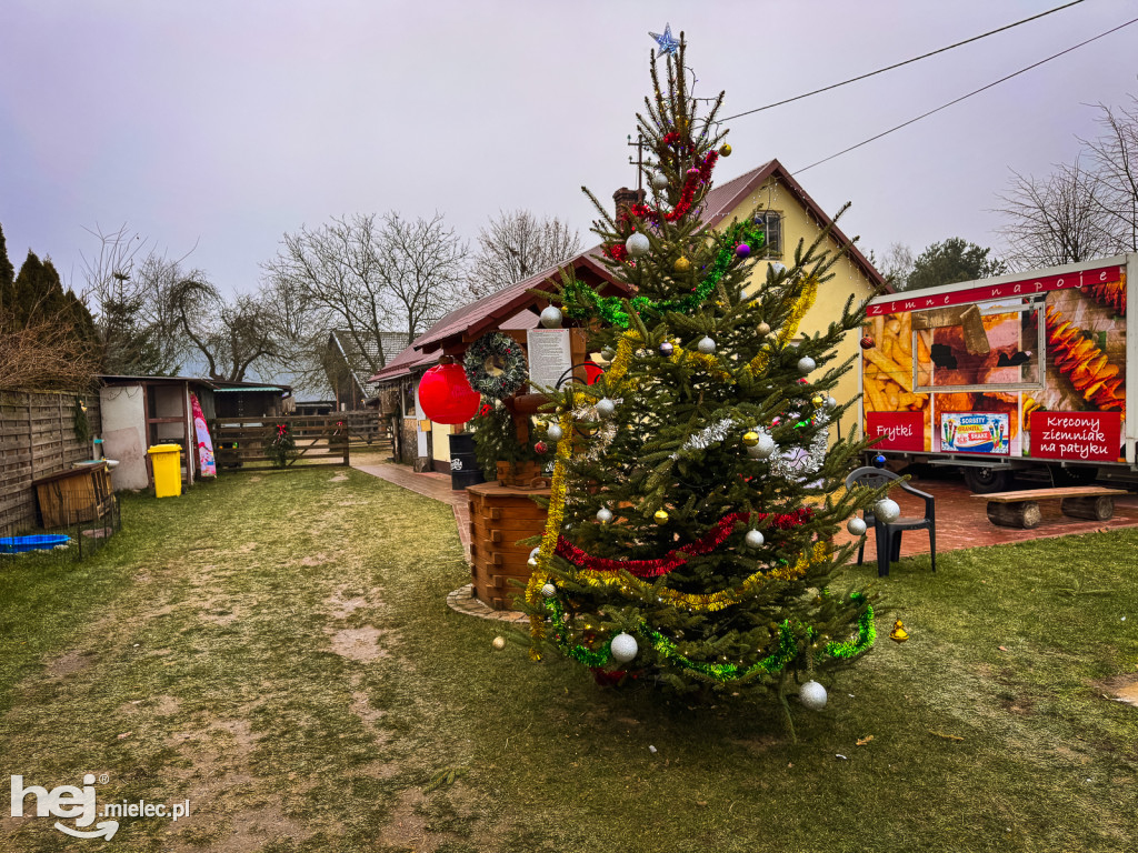 Kangury z młodym hitem żywej szopki w Woli Baranowskiej