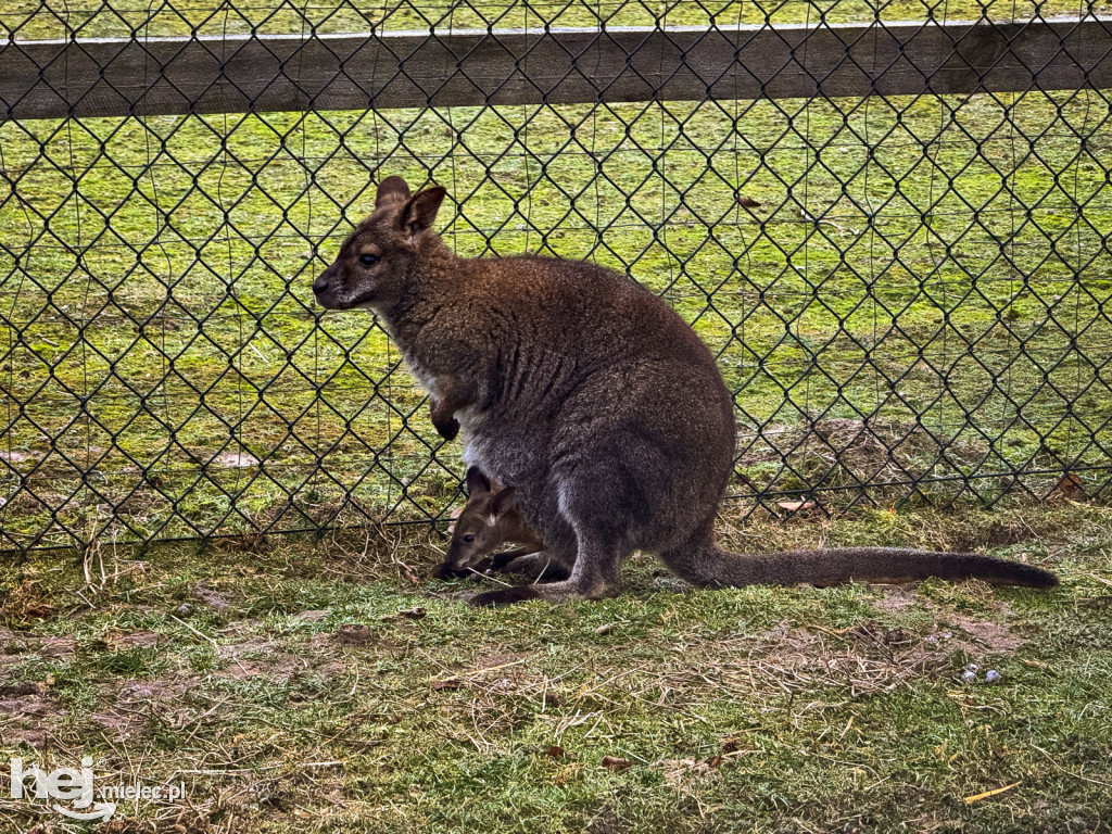 Kangury z młodym hitem żywej szopki w Woli Baranowskiej