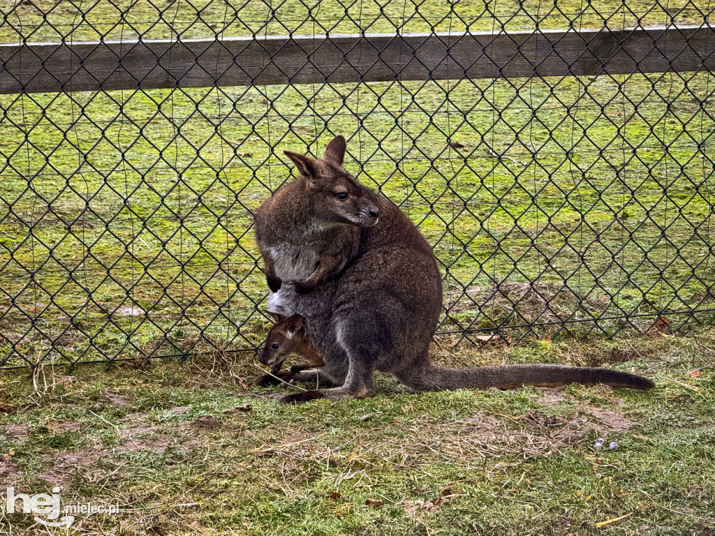 Kangury z młodym hitem żywej szopki w Woli Baranowskiej