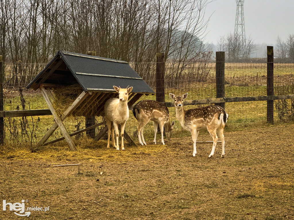 Kangury z młodym hitem żywej szopki w Woli Baranowskiej
