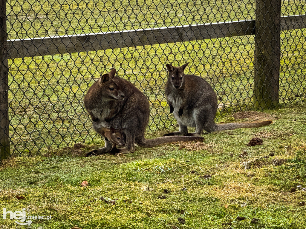 Kangury z młodym hitem żywej szopki w Woli Baranowskiej