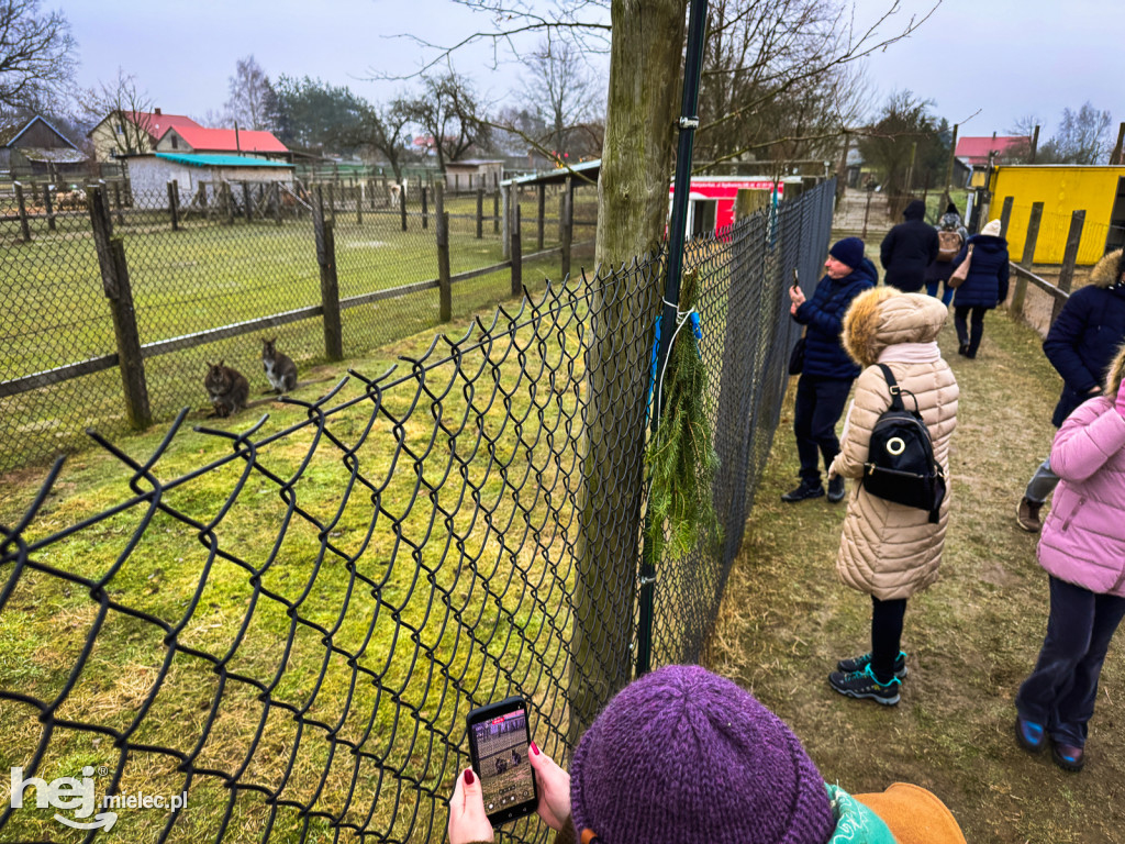 Kangury z młodym hitem żywej szopki w Woli Baranowskiej