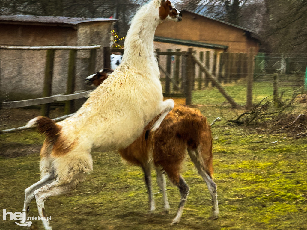 Kangury z młodym hitem żywej szopki w Woli Baranowskiej