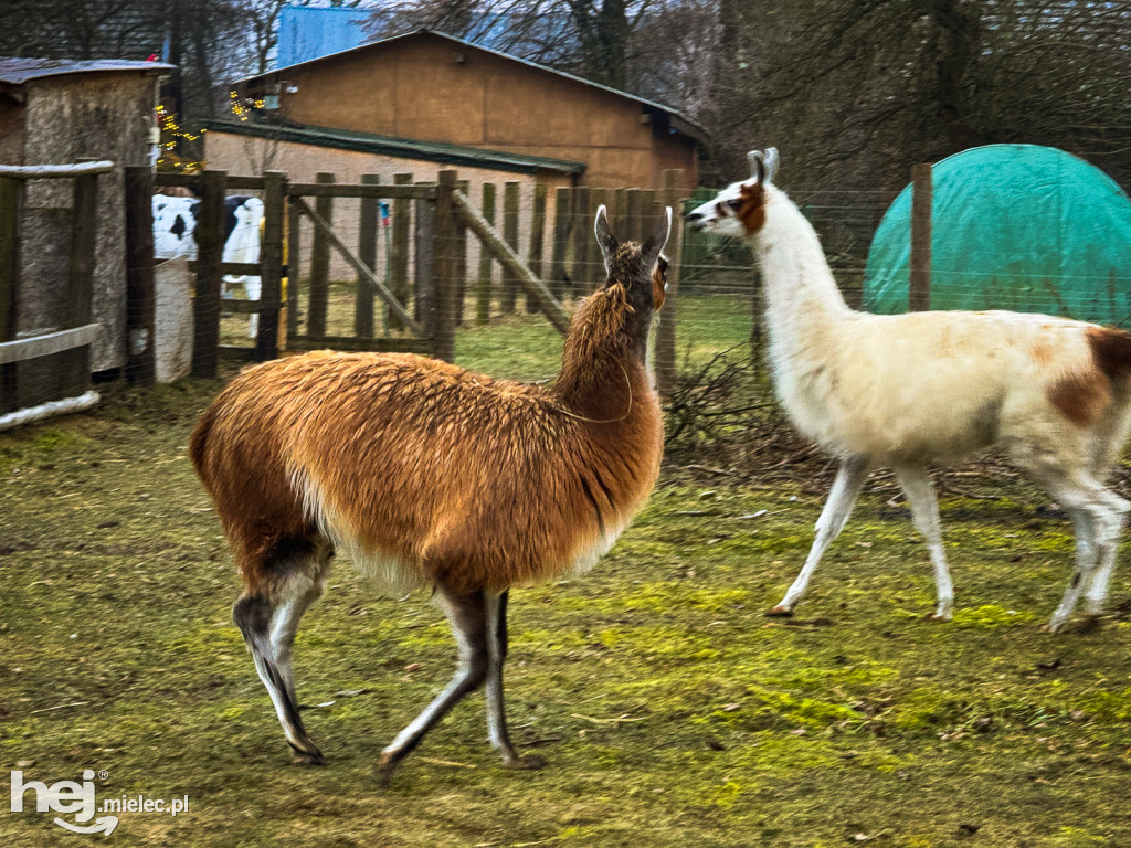 Kangury z młodym hitem żywej szopki w Woli Baranowskiej