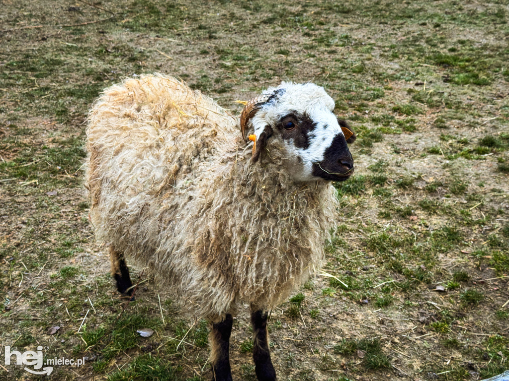 Kangury z młodym hitem żywej szopki w Woli Baranowskiej