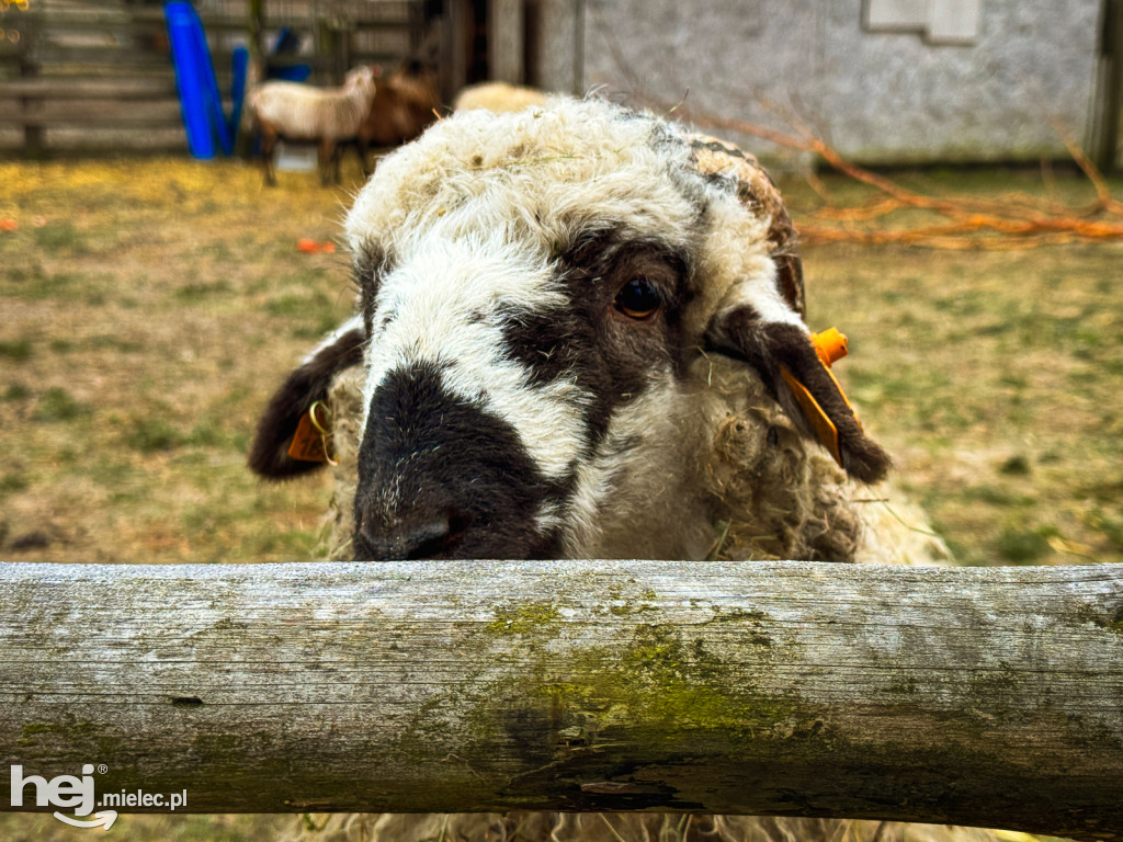 Kangury z młodym hitem żywej szopki w Woli Baranowskiej