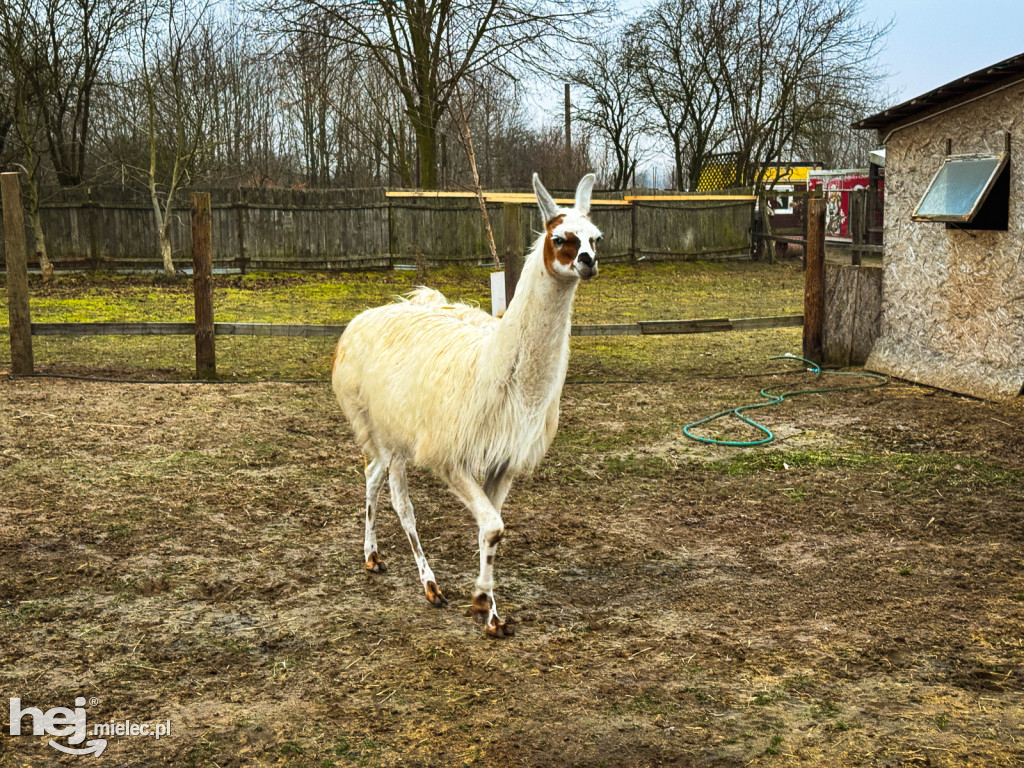 Kangury z młodym hitem żywej szopki w Woli Baranowskiej