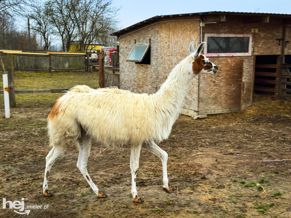 Kangury z młodym hitem żywej szopki w Woli Baranowskiej
