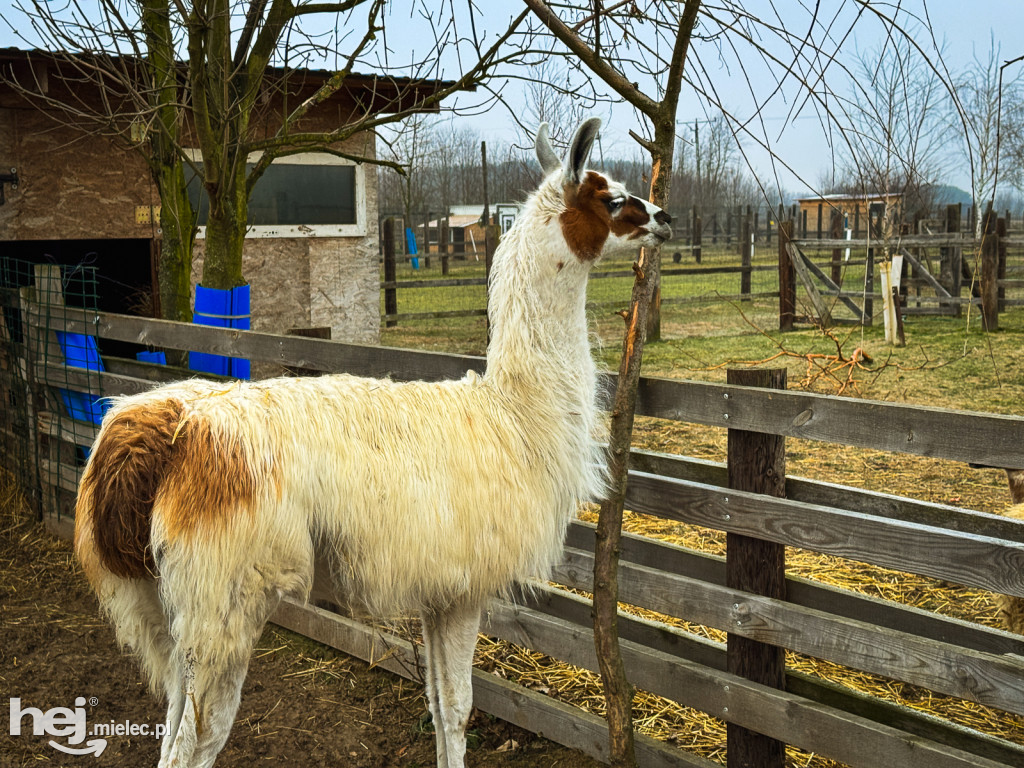 Kangury z młodym hitem żywej szopki w Woli Baranowskiej