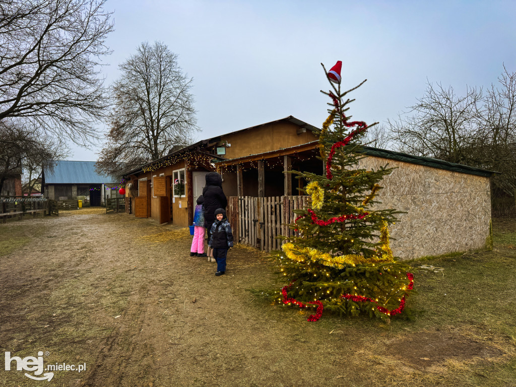 Kangury z młodym hitem żywej szopki w Woli Baranowskiej