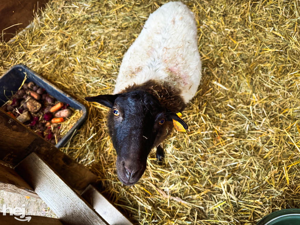 Kangury z młodym hitem żywej szopki w Woli Baranowskiej