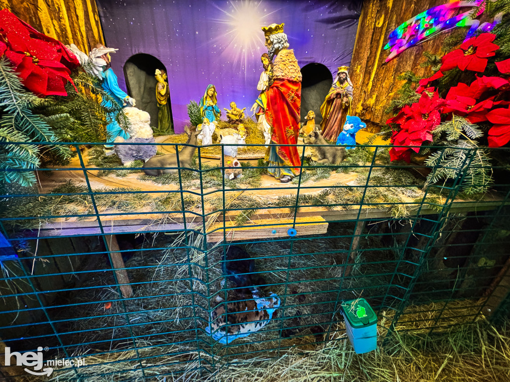 Kangury z młodym hitem żywej szopki w Woli Baranowskiej