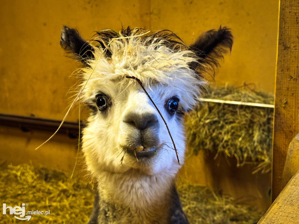 Kangury z młodym hitem żywej szopki w Woli Baranowskiej