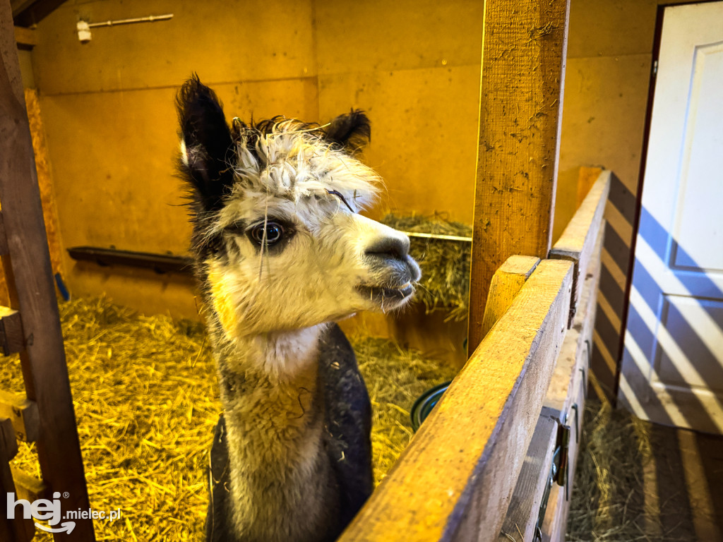 Kangury z młodym hitem żywej szopki w Woli Baranowskiej