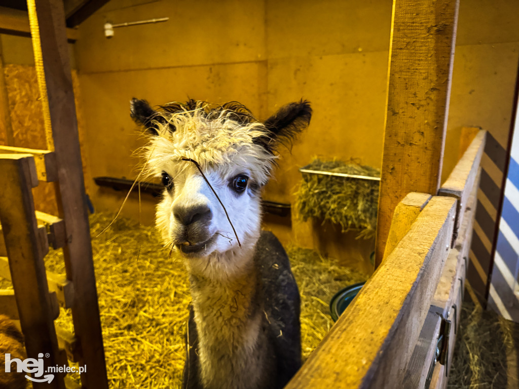 Kangury z młodym hitem żywej szopki w Woli Baranowskiej