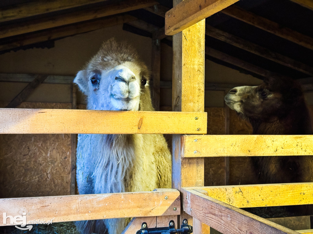 Kangury z młodym hitem żywej szopki w Woli Baranowskiej
