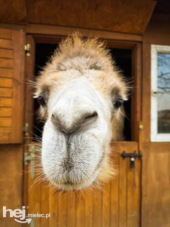 Kangury z młodym hitem żywej szopki w Woli Baranowskiej