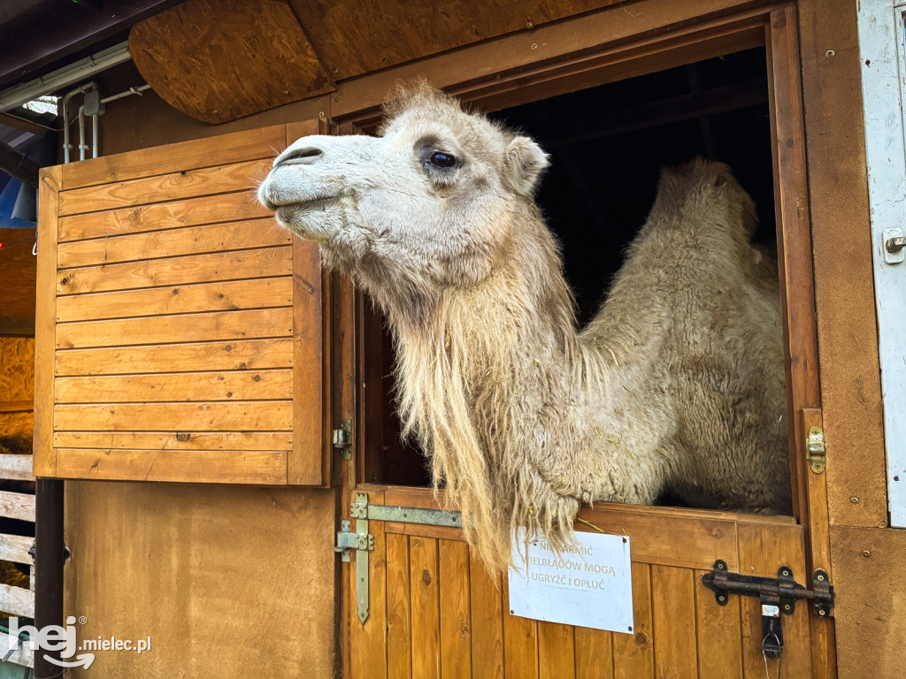 Kangury z młodym hitem żywej szopki w Woli Baranowskiej