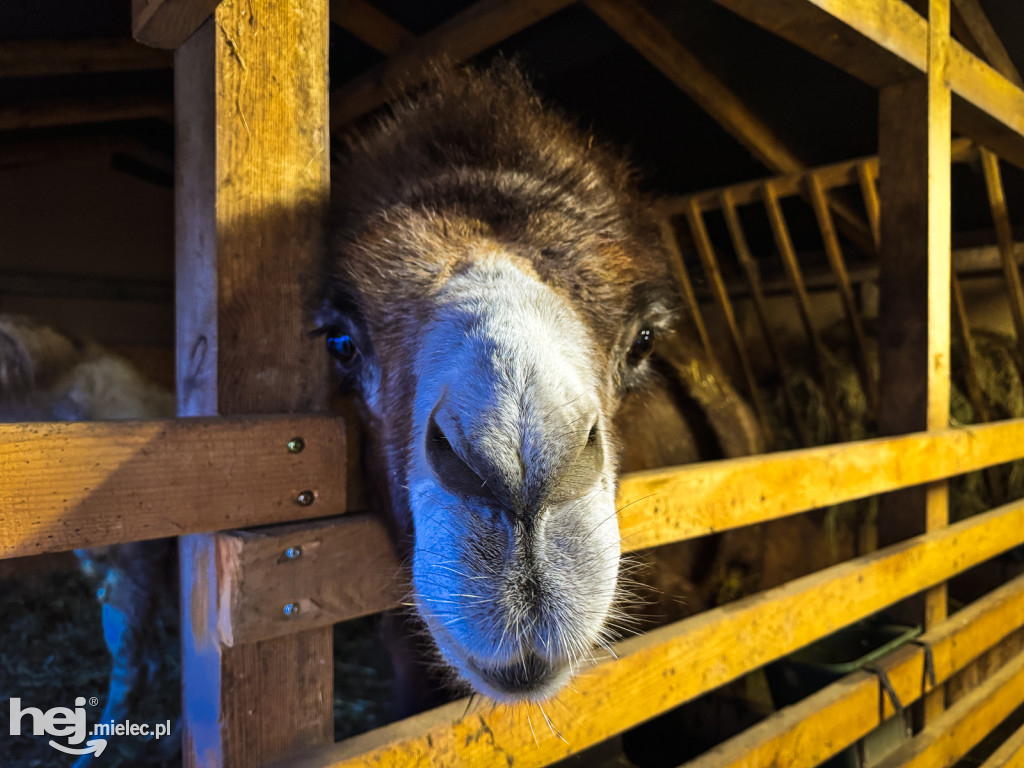 Kangury z młodym hitem żywej szopki w Woli Baranowskiej