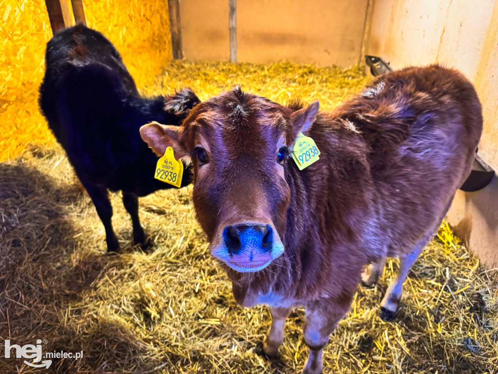 Kangury z młodym hitem żywej szopki w Woli Baranowskiej