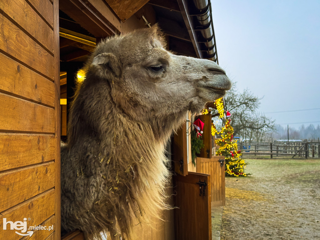 Kangury z młodym hitem żywej szopki w Woli Baranowskiej