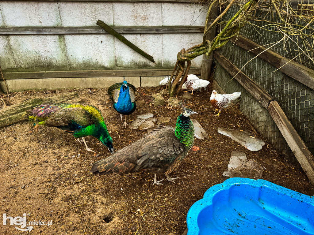 Kangury z młodym hitem żywej szopki w Woli Baranowskiej