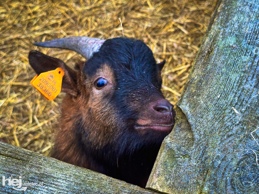 Kangury z młodym hitem żywej szopki w Woli Baranowskiej