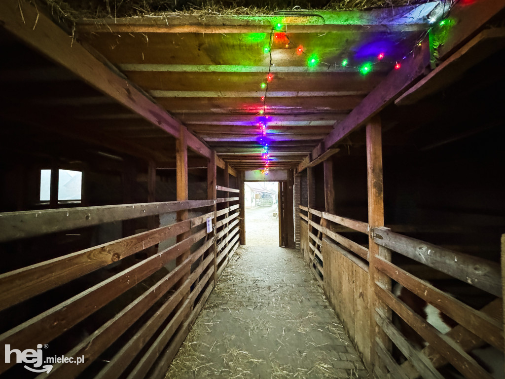 Kangury z młodym hitem żywej szopki w Woli Baranowskiej