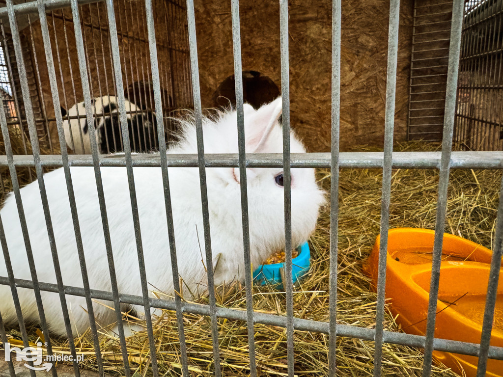 Kangury z młodym hitem żywej szopki w Woli Baranowskiej