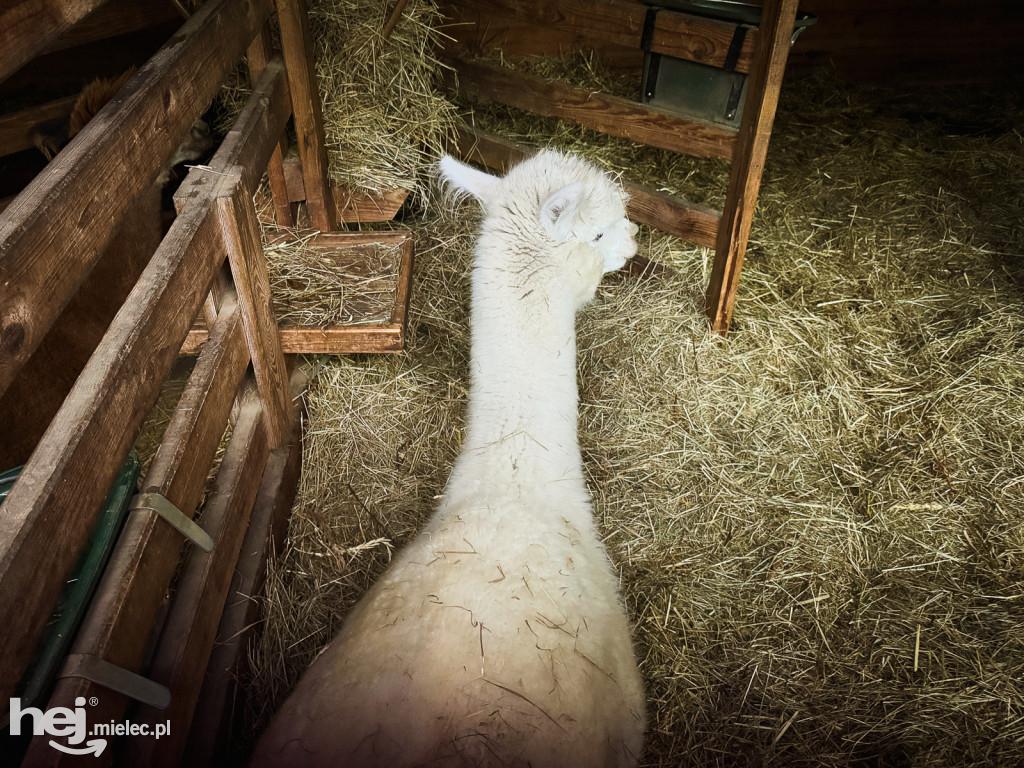 Kangury z młodym hitem żywej szopki w Woli Baranowskiej
