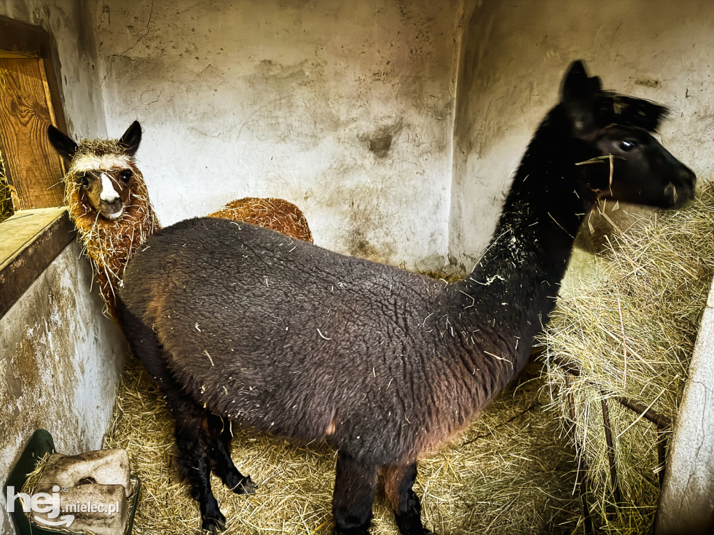 Kangury z młodym hitem żywej szopki w Woli Baranowskiej