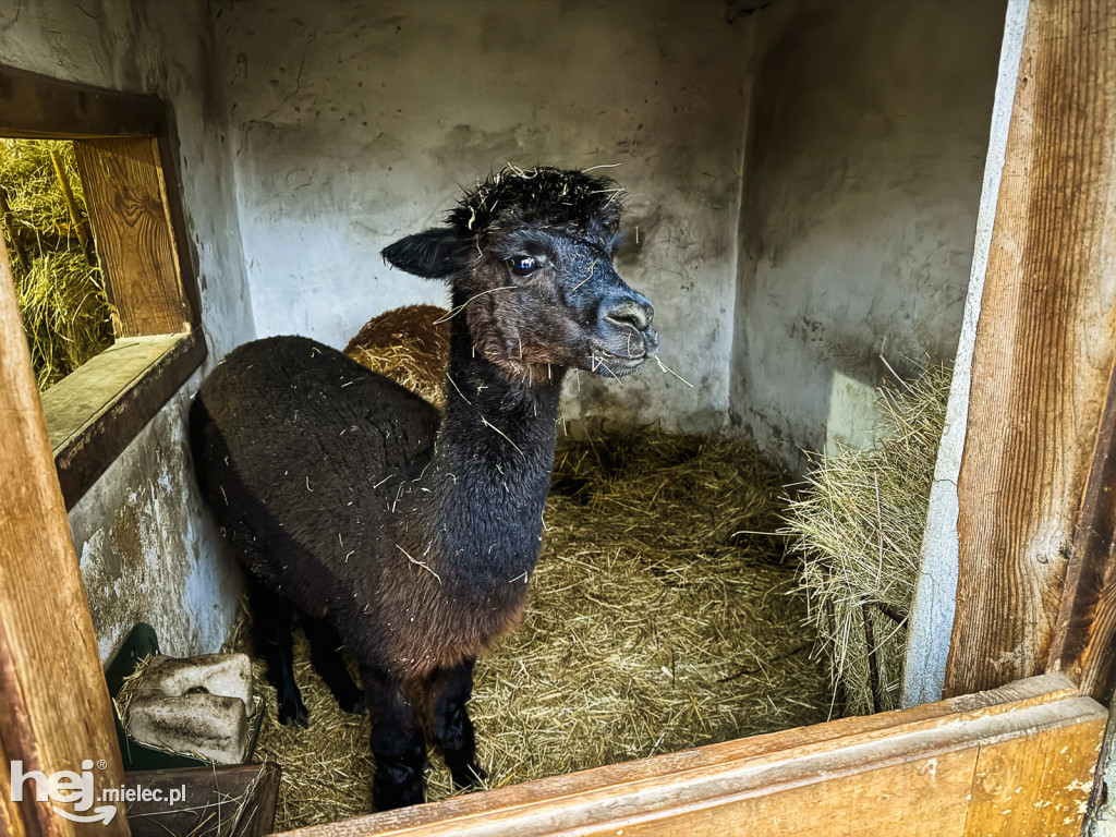 Kangury z młodym hitem żywej szopki w Woli Baranowskiej