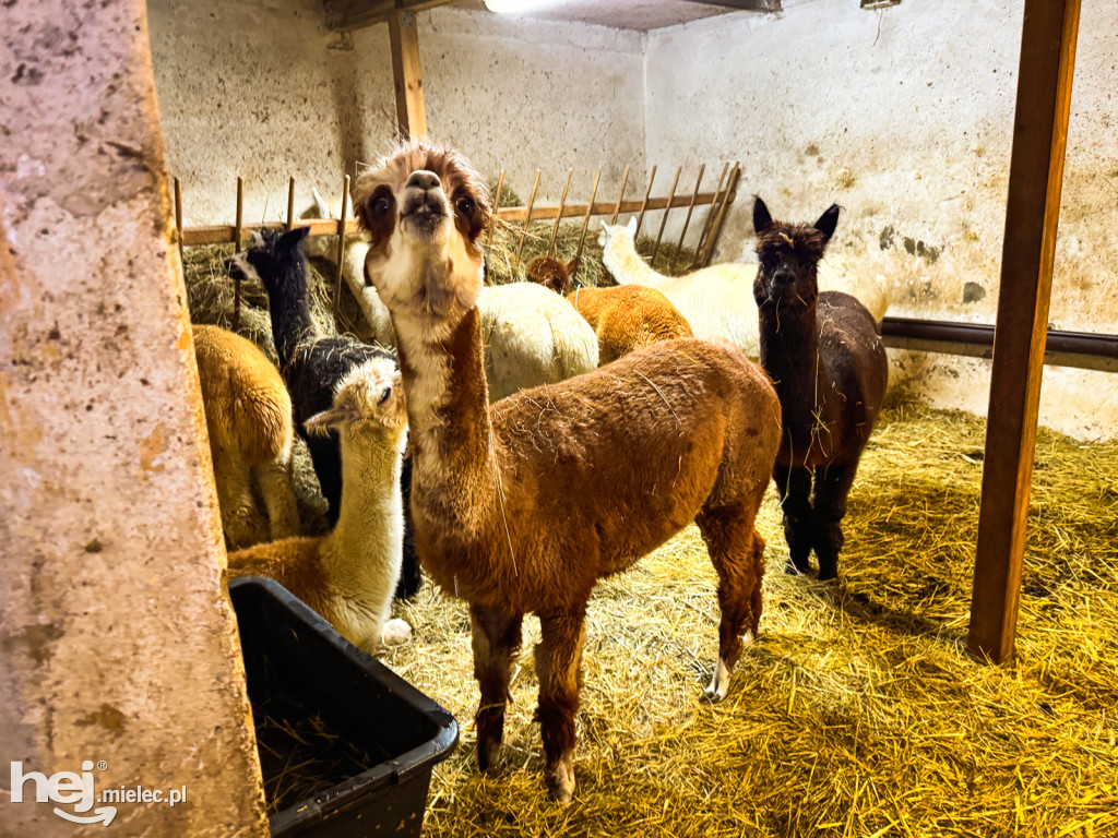 Kangury z młodym hitem żywej szopki w Woli Baranowskiej