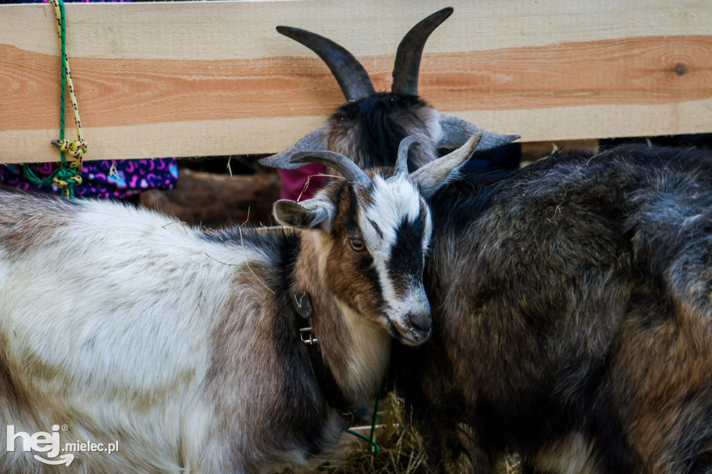 Orszak Trzech Króli w Gawłuszowicach