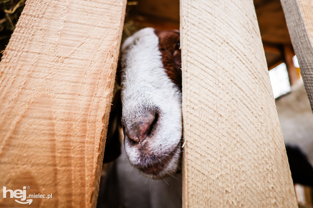 Orszak Trzech Króli 2026 w Radomyślu Wielkim