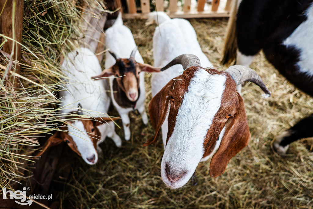 Orszak Trzech Króli 2026 w Radomyślu Wielkim