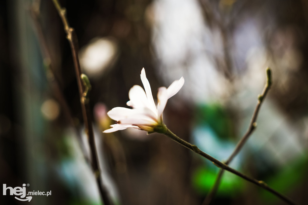 Targi Roślin w hali SP7 Mielec