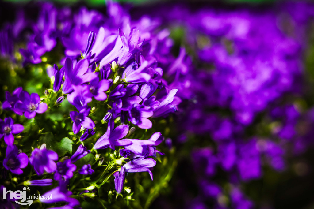 Targi Roślin w hali SP7 Mielec