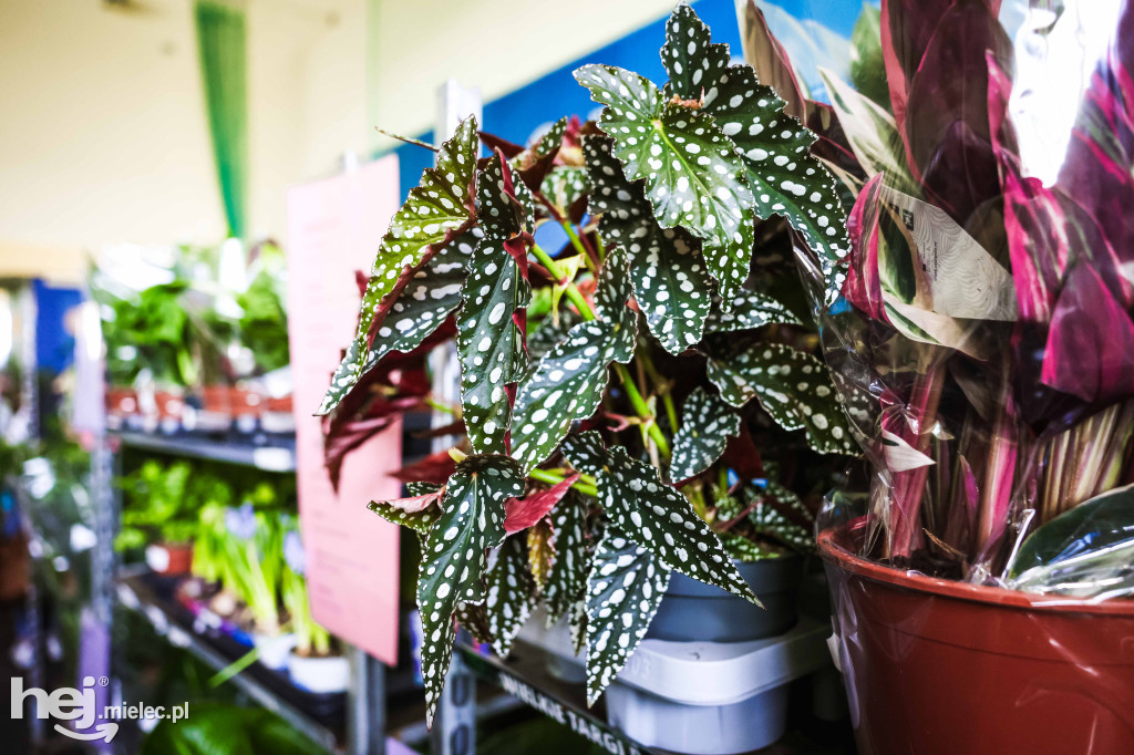 Targi Roślin w hali SP7 Mielec