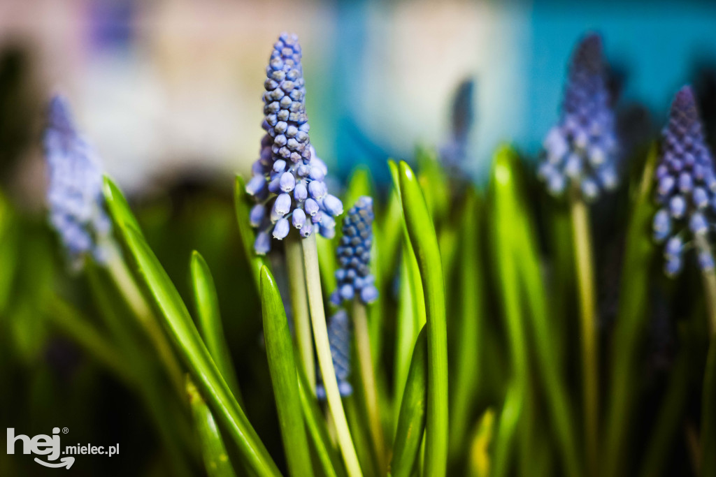 Targi Roślin w hali SP7 Mielec