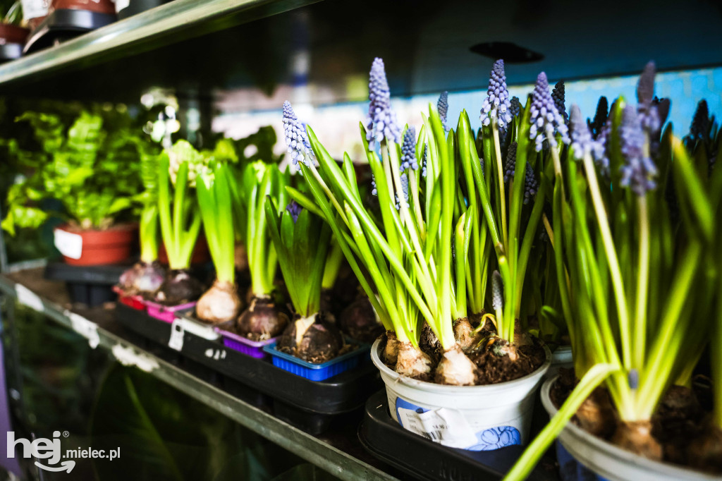 Targi Roślin w hali SP7 Mielec