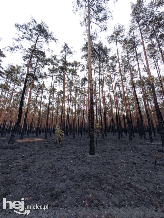 Mieleccy strażacy wrócili z akcji w płonącej Puszczy Solskiej