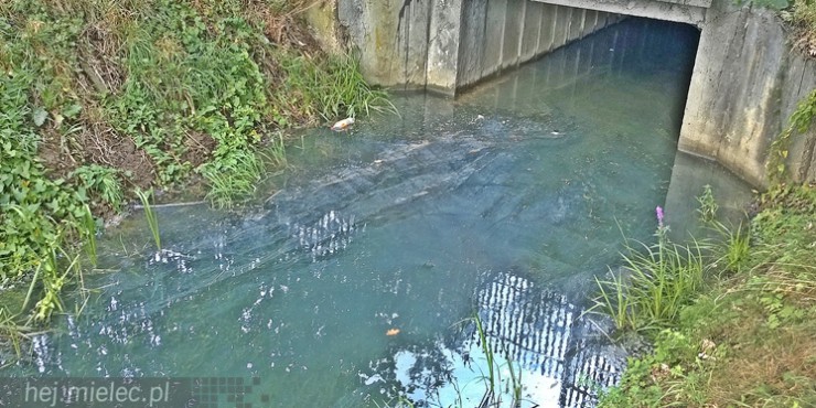 Bobry pokazały jak mielczanie śmiecą i trują [FOTO]