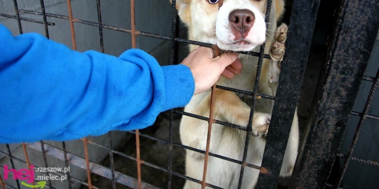 Wiadomo, kto zajmie się opieką weterynaryjną w mieleckim schronisku