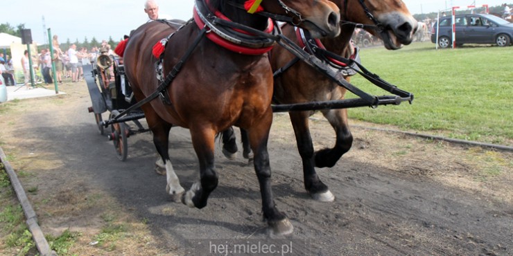 Setki widzów odwiedziły Żarówkę by zobaczyć Paradę Konną [FOTO]