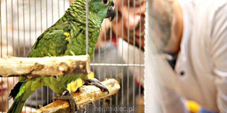 Wystawa ptaków egzotycznych już otwarta [ZDJĘCIA]