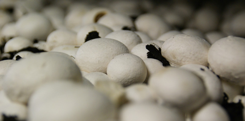 Jak wygląda profesjonalna pieczarkarnia?